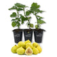 Fig Tree - 3 Live Tissue Culture Starter Plants - Ficus Carica - Edible Fruit Tree for The Patio and Garden