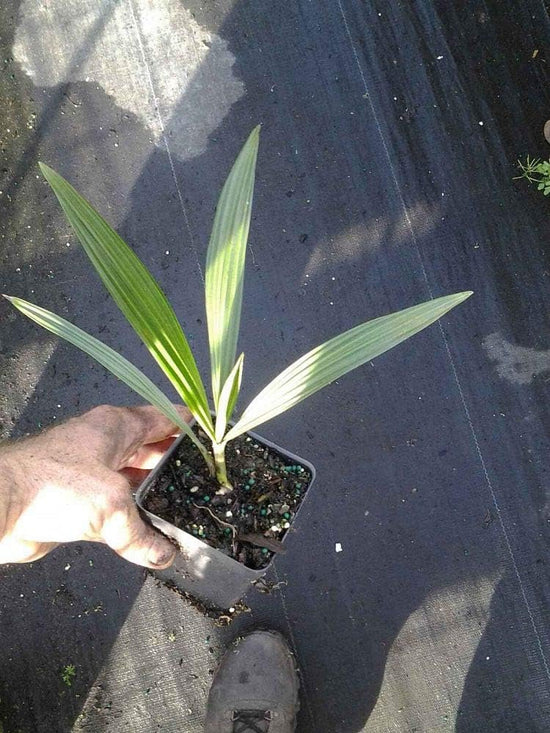 Seashore Palm - Live Plant in a 4 Inch Pot - Allagoptera Arenaria - Extremely Rare Ornamental Palms of Florida