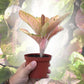 Rainbow Aglaonema - Live Plant in a 4 Inch Pot - Beautiful Indoor Easy Care Air Purifying Plant