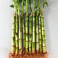 Lucky Indoor Bamboo - Live Plants - Ships Bare Root - 5-Pack of 6 Inch Straight Stalks - Air Purifying Feng-Shui Zen Garden Houseplants