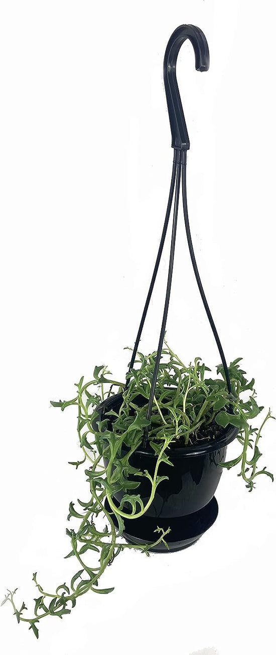 String of Dolphins Hanging Basket - Live Plant in a 4 Inch Pot - Senecio Peregrinus - Rare and Unique Trailing Succulent Vine