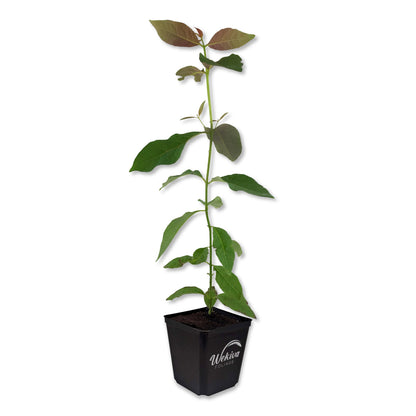 Rainbow Eucalyptus Tree - Live Plants in 5 Inch Pots - Eucalyptus Deglupta - Rare and Exotic Ornamental Tree