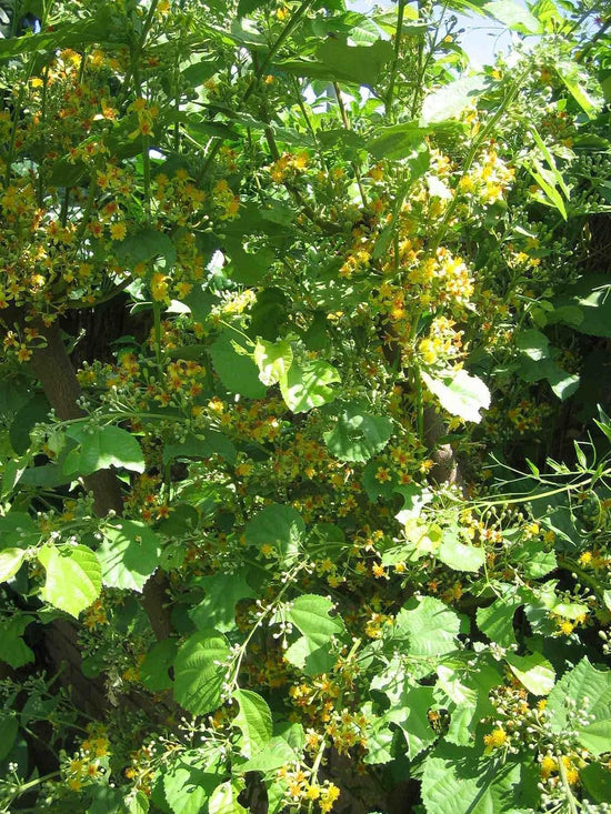 Sherbet Berry Phalsa Plant - 4 Live Starter Plants in 2 Inch Pots - Grewia Asiatica - Sweet Edible Fruit Tree for The Garden