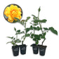 Gold Medal Rose Bush - Live Starter Plants in 2 Inch Pots - Beautifully Fragrant Roses from Florida - A Beautiful Rose with Shapely Deep Golden Blooms