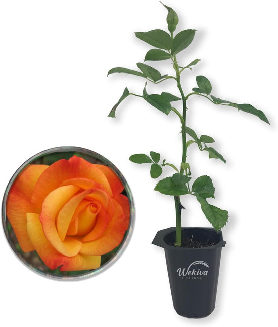 Rio Samba Rose Bush - Live Starter Plants in 2 Inch Pots - Beautifully Fragrant Heirloom Rose from Florida - A Versatile Beauty with a Rich Fragrance