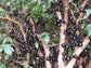 Jaboticaba Tree - Live Plants in 6 inch Growers Pots - Plinia Cauliflora - Starter Tree - Edible Fruit Trees from Florida