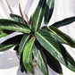 Calathea Prayer Plant - Live Plant in a 2 Inch Pot - Starter Plants - Beautiful and Elegant Easy Care Indoor Houseplants from The Nursery