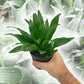 Dracaena Janet Craig Compacta - Live Plant in a 4 Inch Pot - Dracaena Deremensis &