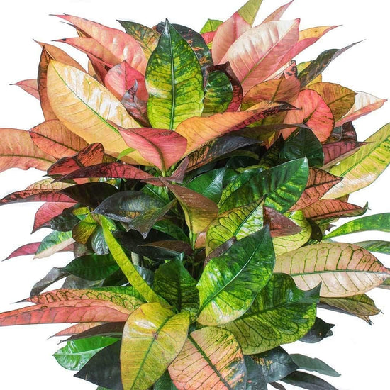 Croton Iceton - Live Plant in a 3 Gallon Pot -Codiaeum Variegatum &