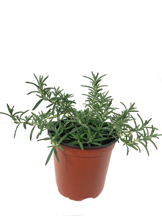 Rosemary Plant - Live Plant in a 4 inch Pot - Salvia Rosmarinus - Indoor Outdoor Edible Herbs for Kitchen Garden