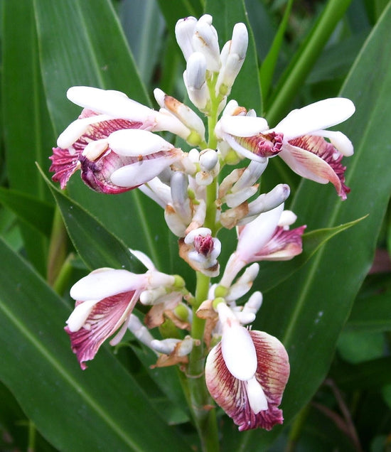 Thai Ginger - Live Starter Plants - Alpinia Greater Galangal - Grow Your Own Vegetables and Fruit in The Garden or Patio