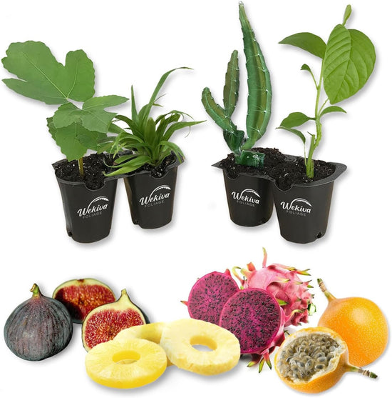 Tropical Fruit Variety Pack - 4 Live Exotic Starter Plants - One Each of Passion Fruit, Fig Tree, Dragon Fruit, and Pineapple - Starter Plants for Your Edible Garden