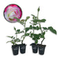 Cherry Parfait Rose Bush - Live Starter Plants in 2 Inch Pots - Beautiful Rose from Florida - A Beautiful Rose with Soft Creamy Petals in a Rich Cherry Red Hue