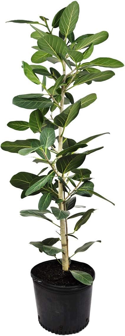 Ficus Audrey Column - Live Plant in a 10 Inch Pot - Ficus Benghalensis - Beautiful Ornamental Interior Tree