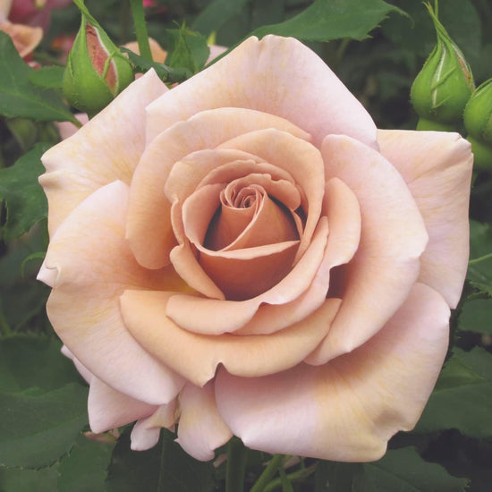 Koko Loko Rose Bush - Live Starter Plants in 4 Inch Pots - Beautiful Roses from Florida - A Stunningly Beautiful Ornamental Rose