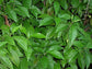 Little Psycho Dwarf Coffee Plant - 4 Live Starter Plants in 2 Inch Pots - Psychotria Nervosa - Beautiful Florida-Native Evergreen Perennial