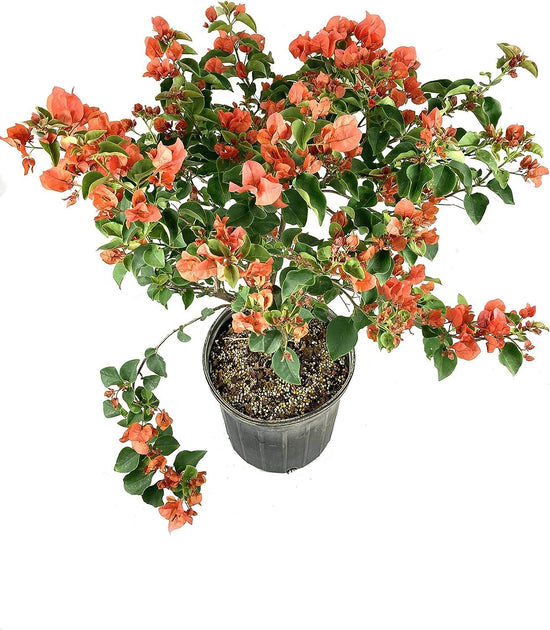 Orange Bougainvillea - Live Plant in a 3 Gallon Pot - Beautiful and Vibrant Flowering Shrub