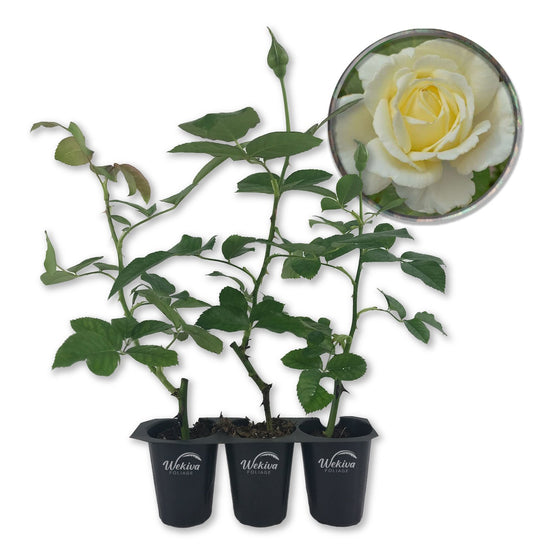 Elina Rose Bush - Live Starter Plants in 2 Inch Pots - Beautiful Roses from Florida - A Timeless Classic Ornamental Rose