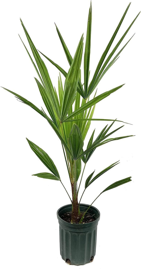 Windmill Palm - Live Plants in 4 Inch Pots - Trachycarpus Fortunei - Hardy Palm from Florida