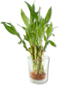 Lucky Indoor Bamboo - Live Plant - Ships Bare Root - 4 Inch Straight Stalks - Air Purifying Feng-Shui Zen Garden Houseplants