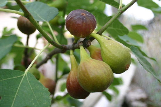 Brown Turkey Fig Tree - Live Starter Plants - Ficus Carica - Edible Fruit Tree for The Patio and Garden