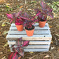 Bloodleaf Plant - Chicken Gizzard Plant - Beefsteak Plant - Live Starter Plants in 2 Inch Pots - Iresine Herbstii - Vibrant Colorful Easy Care Indoor Outdoor Houseplant