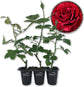 Red Intuition Rose Bush - Live Starter Plants in 2 Inch Pots - Beautifully Fragrant Heirloom Rose from Florida - A Versatile Beauty with a Rich Fragrance