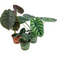 Alocasia - Live Plants in 4 Inch Pots - Florist Quality Air Purifying Indoor Plant - Nature&