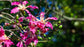 Silk Floss Tree - Live Plant in a 3 Gallon Growers Pot - Ceiba Speciosa - Extremely Rare and Beautiful Palms from Florida