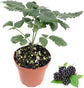 Berry Variety Pack - 4 Live Starter Plants - One Each Starter Plant of Blueberry, BlackBerry, Raspberry, and Boysenberry for Your Edible Garden