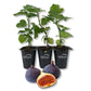 Fig Tree - 3 Live Tissue Culture Starter Plants - Ficus Carica - Edible Fruit Tree for The Patio and Garden