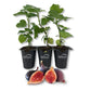 Fig Tree - 3 Live Tissue Culture Starter Plants - Ficus Carica - Edible Fruit Tree for The Patio and Garden