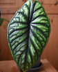 Green Dragon Scale Alocasia - Live Plant in a 4 Inch Pot - Florist Quality Air Purifying Indoor Plant - Nature&