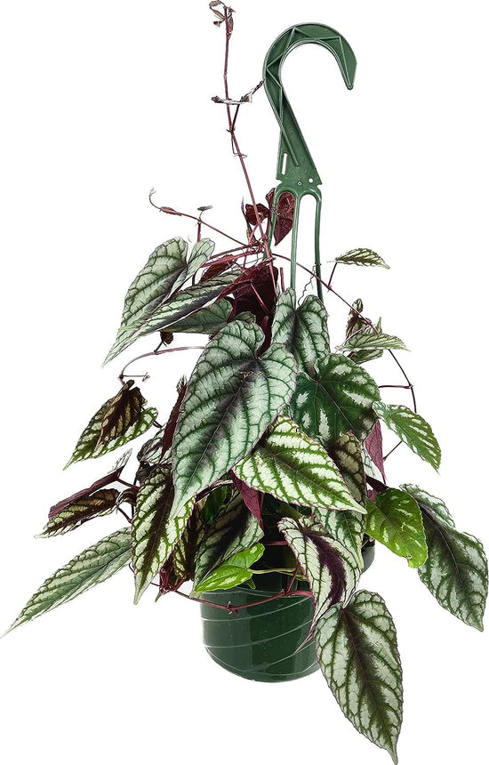 Rex Begonia Vine Hanging Basket - Live Plant in a 6 Inch Pot - Cissus Discolor - Extremely Rare and Beautiful Vining Indoor Houseplant - Air Purifying