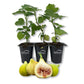 Fig Tree - 3 Live Tissue Culture Starter Plants - Ficus Carica - Edible Fruit Tree for The Patio and Garden