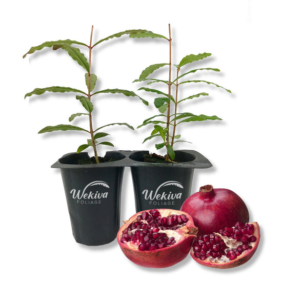 Pomegranate Tree - 2 Live Tissue Culture Starter Plants - Edible Fruit Bearing Tree for The Patio and Garden