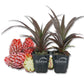 Cathy Ornamental Pineapple Plant - Live Starter Plants in 2 Inch Pots - Ananas Comosus - Non-Edible Ornamental Fruit Tree for The Patio and Garden (2 Plants)