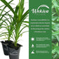 Pandan Plant - Live Tissue Culture Starter Plant - Pandanus Amaryllifolius - Fragrant Flavor Sweet Edible Leaves