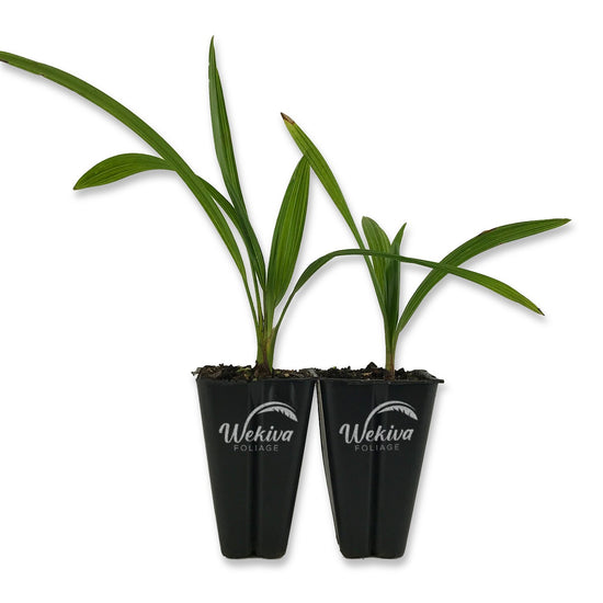 Windmill Palm - Live Starter Plants in 2 Inch Pots - Trachycarpus Fortunei - Hardy Palm from Florida