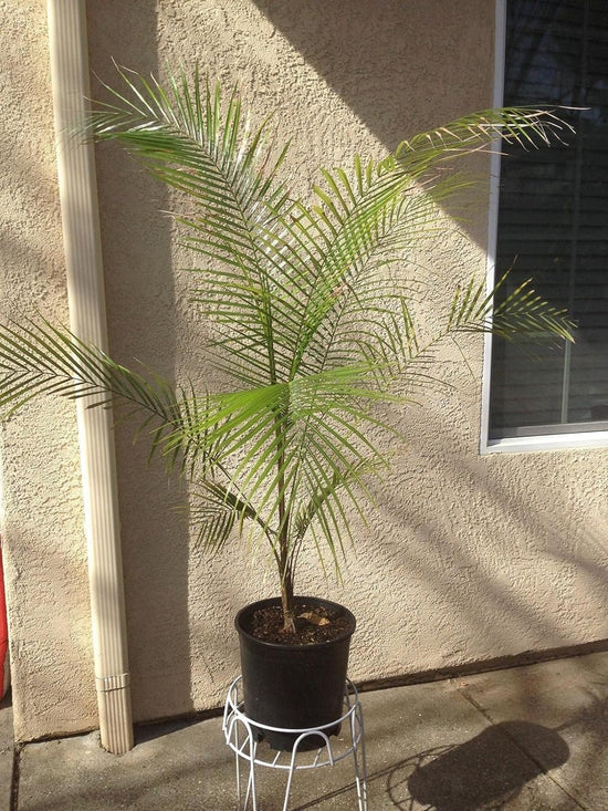 Wedding Palm - Live Plants in 4 inch Pots - Lytocaryum Weddellianum - Extremely Rare Ornamental Palms of Florida