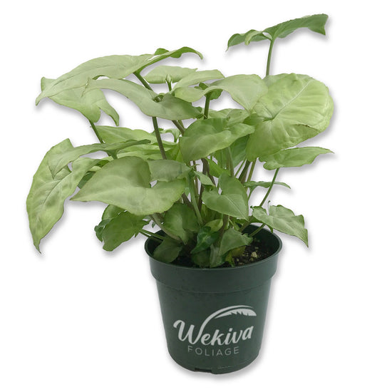 Syngonium Moon Shine - Live Plant in a 4 Inch Pot - Nephthytis &