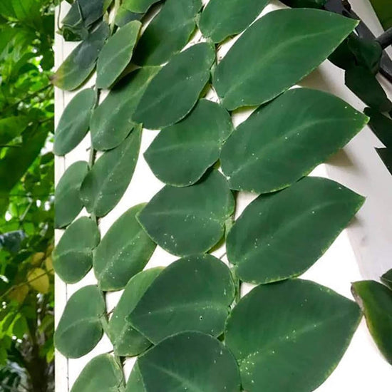 Rhaphidophora Hayii Shingle Plant - Live Plant in a 4 Inch Pot - Rhaphidophora Hayii - Extremely Rare and Beautiful Vining Indoor Houseplant - Air Purifying