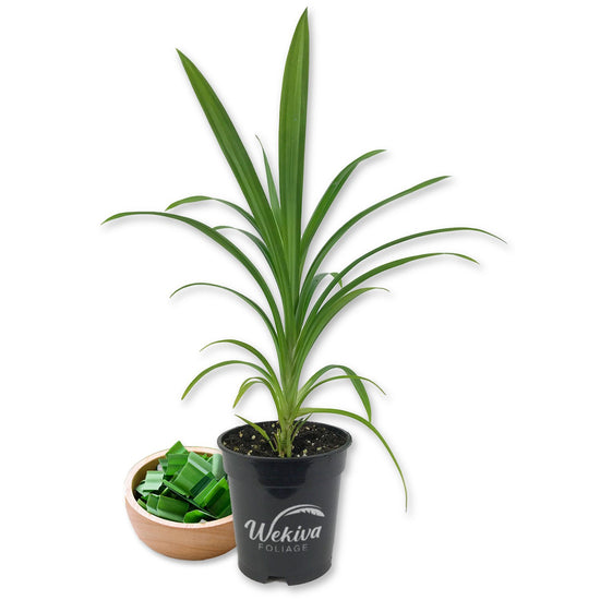 Pandan Plant - Live Plants in 4 Inch Pots - Pandanus Amaryllifolius - Fragrant Flavor Sweet Edible Leaves