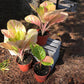 Rainbow Aglaonema - Live Plant in a 4 Inch Pot - Beautiful Indoor Easy Care Air Purifying Plant