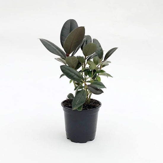 Rubber Plant - Live Plants in 4 Inch Pots - Ficus Elastica “Burgundy” - Beautiful Easy Care Air Purifying Indoor Houseplant