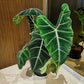 Alocasia - Live Plants in 4 Inch Pots - Florist Quality Air Purifying Indoor Plant - Nature&