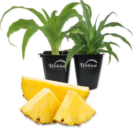 Pineapple Plant - 2 Live Tissue Culture Starter Plants - Ananas Comosus - Edible Fruit Tree for The Patio and Garden