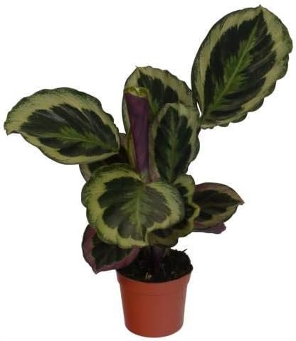 Calathea Shinestar - Live Plant in a 6 Inch Pot - Calathea Roseopicta ‘Shinestar’ - Extremely Rare Indoor Houseplant