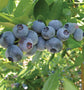 Blueberry Plant - Live Plant in a 2 inch Growers Pot - Vaccinium - Edible Fruit Bearing Tree for The Patio and Garden