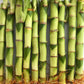 Lucky Indoor Bamboo - Live Plants - Ships Bare Root - 5-Pack of 8 Inch Straight Stalks - Air Purifying Feng-Shui Zen Garden Houseplants